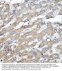 Mitogen-Activated Protein Kinase 1 / ERK2 (MAPK1) Antibody