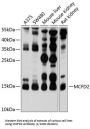 Multiple Coagulation Factor Deficiency Protein 2 (MCFD2) Antibody