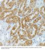 Myocyte-Specific Enhancer Factor 2C (MEF2C) Antibody