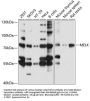 Maternal Embryonic Leucine Zipper Kinase (MELK) Antibody