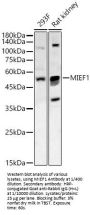 Mitochondrial dynamics protein MIEF1 (MIEF1) Antibody