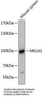 Muskelin (MKLN1) Antibody