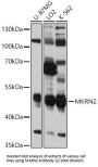 RING Finger Protein 62 (MKRN2) Antibody