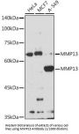 Matrix Metalloproteinase 13 (MMP13) Antibody