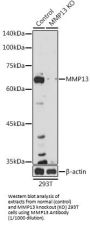 Matrix Metalloproteinase 13 (MMP13) Antibody