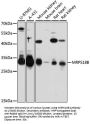 Mitochondrial Ribosomal Protein S18B (MRPS18B) Antibody