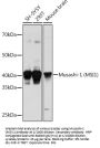 RNA-Binding Protein Musashi Homolog 1 (MSI1) Antibody