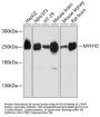 Myosin 10 (MYH10) Antibody