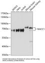Nucleus Accumbens Associated 1 (NACC1) Antibody
