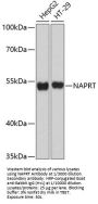 Nicotinate Phosphoribosyltransferase (NAPRT) Antibody