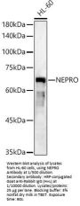 Nucleolus And Neural Progenitor Protein (NEPRO) Antibody