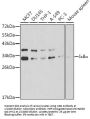 NF-Kappa-B Inhibitor Alpha (NFKBIA) Antibody