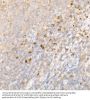 NF-Kappa-B Inhibitor Alpha (NFKBIA) Antibody