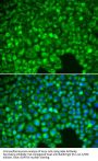 NF-Kappa-B Inhibitor Alpha (NFKBIA) Antibody