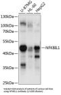 NF-Kappa-B Inhibitor-Like Protein 1 (NFKBIL1) Antibody