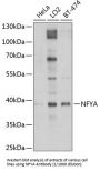 Nuclear Transcription Factor Y Subunit Alpha (NFYA) Antibody