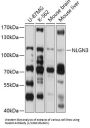 Neuroligin-3 (NLGN3) Antibody