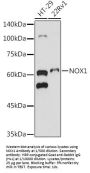 NADPH Oxidase 1 (NOX1) Antibody