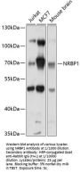 Nuclear Receptor Binding Protein (NRBP1) Antibody