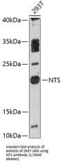 Neurotensin/Neuromedin N (NTS) Antibody