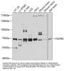 Nucleoporin 85 (NUP85) Antibody