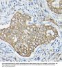 Obg-Like ATPase 1 (OLA1) Antibody