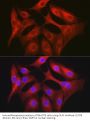 Obg-Like ATPase 1 (OLA1) Antibody