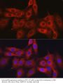 Obg-Like ATPase 1 (OLA1) Antibody