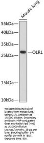 Oxidized Low Density Lipoprotein Receptor 1 (OLR1) Antibody