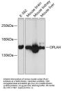 5-Oxoprolinase (OPLAH) Antibody