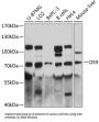 OS9, Endoplasmic Reticulum Lectin (OS9) Antibody