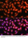 Otubain 1 (OTUB1) Antibody