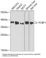 Poly(RC) Binding Protein 1 (PCBP1) Antibody