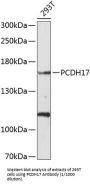 Protocadherin-17 (PCDH17) Antibody
