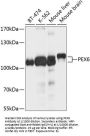 Peroxisome Assembly Factor 2 (PEX6) Antibody
