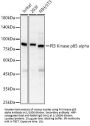 Phosphatidylinositol 3-Kinase Regulatory Subunit Alpha (PIK3R1) Antibody