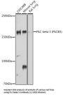 Phospholipase C Beta 3, Phosphoinositide Specific (PLCB3) Antibody