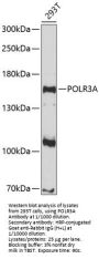 RNA Polymerase III Subunit A (POLR3A) Antibody