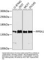 Protein Tyrosine Phosphatase F Interacting Protein 1 (PPFIA1) Antibody