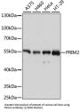 Primase, DNA, Polypeptide 2 (58 kDa ) (PRIM2) Antibody