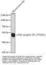 Prostaglandin E Receptor 1 (PTGER1) Antibody