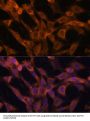 Ras-Related Protein Rab-21 (RAB21) Antibody