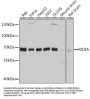 RIC8 Guanine Nucleotide Exchange Factor A (RIC8A) Antibody