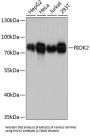Serine/threonine-Protein Kinase RIO2 (RIOK2) Antibody