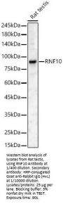 Ring Finger Protein 10 (RNF10) Antibody