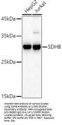 Succinate Dehydrogenase Complex Subunit B (SDHB) Antibody