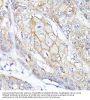 Semaphorin 4F (SEMA4F) Antibody
