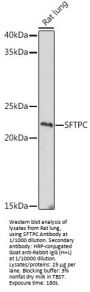 Pulmonary Surfactant-Associated Protein C (SFTPC) Antibody