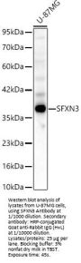 Sideroflexin 3 (SFXN3) Antibody
