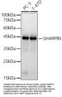SHARPIN (SHARPIN) Antibody